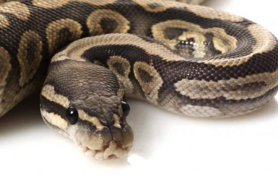python serpent